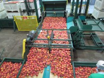 Peach Processing