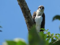 Osprey