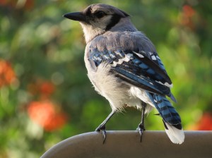 Eastern Blue Jay