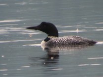 Loon