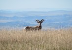 Big Horn Sheep, Badlands
