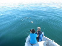 floating on a calm sea