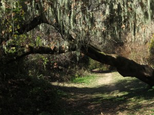 Hiking at Big Basin Redwoods State Park