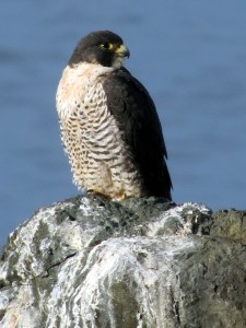Every time I've traveled the Big Sur Coast I think this bird is waiting for me. I see him in the same spot each time.