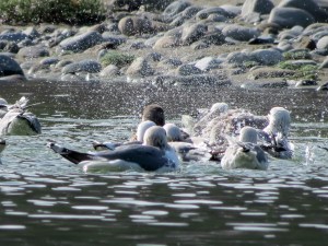sea gulls taking their morning bath 
