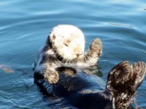 I had to throw in a photo of a  Sea Otter, They are so cute.