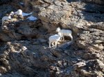 Dall Sheep