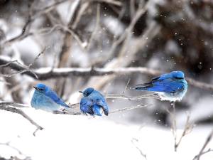 Bluebirds
