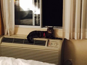 Elsie in the Radisson