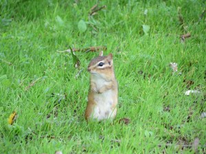 Chipmunk