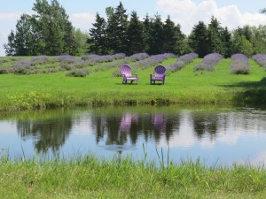 Lavender Fields along the Cabot Trail 