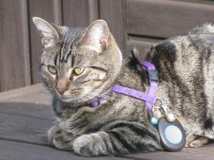 Just because I love her here is  a photo of Miss Elsie.