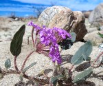 Sand Verbena
