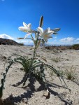 Desert Liliy 