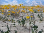 Desert Sun Flowers