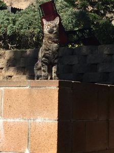 Elsie on the road Again