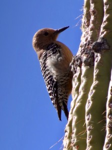 Gila Woodpecker 