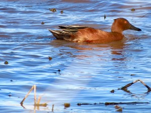 cinnamon Teal