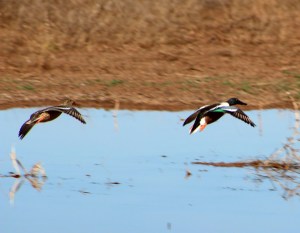 Shovelers in Flight