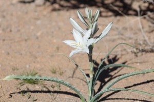 Desert Lily