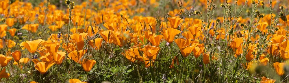 Journeys of Thankfulness